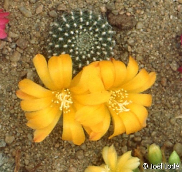 Rebutia minuscula krainziana (yellow fl.) 018